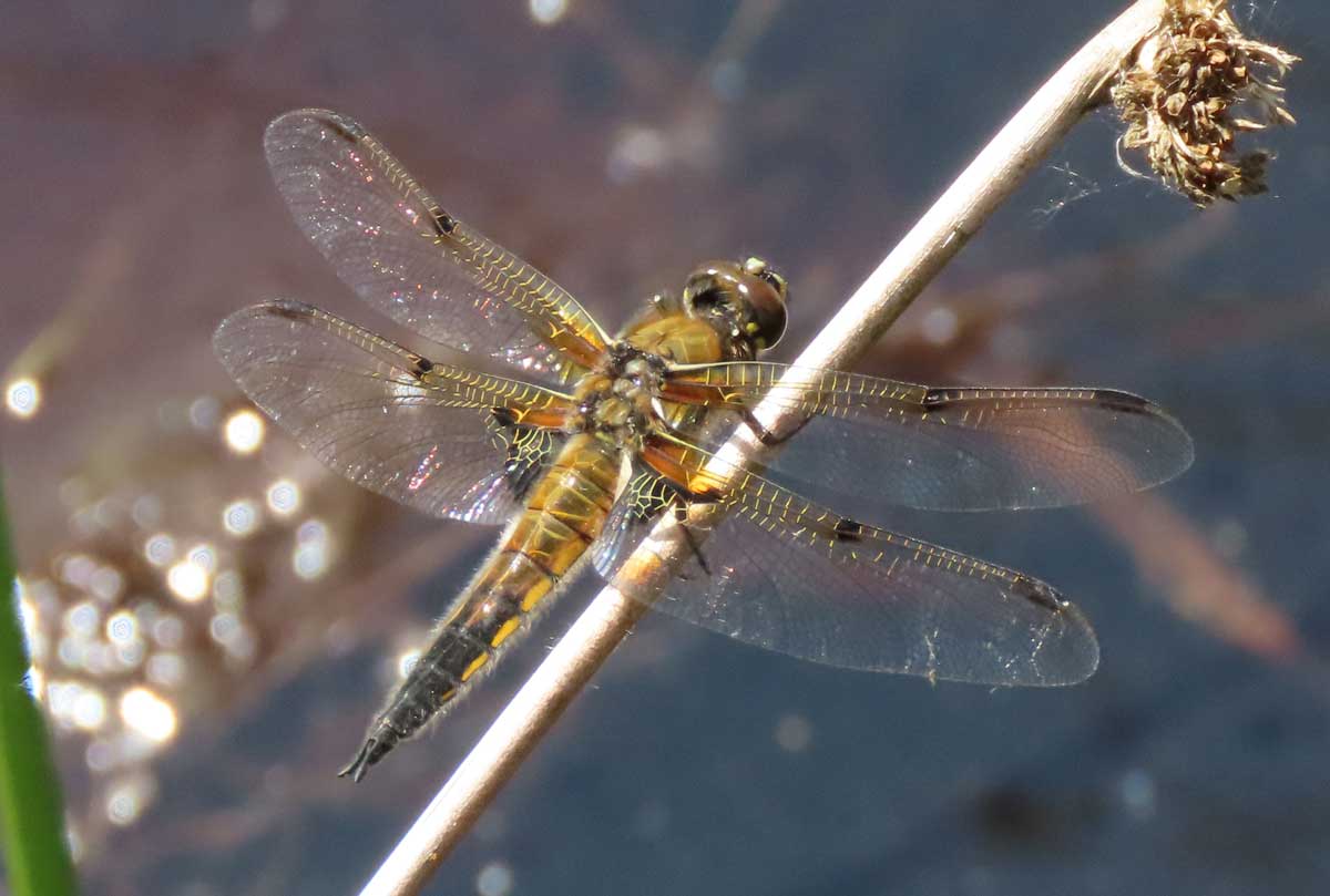 Libellula_quadrimaculata